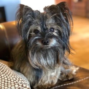 Meet your Posher, Isabella